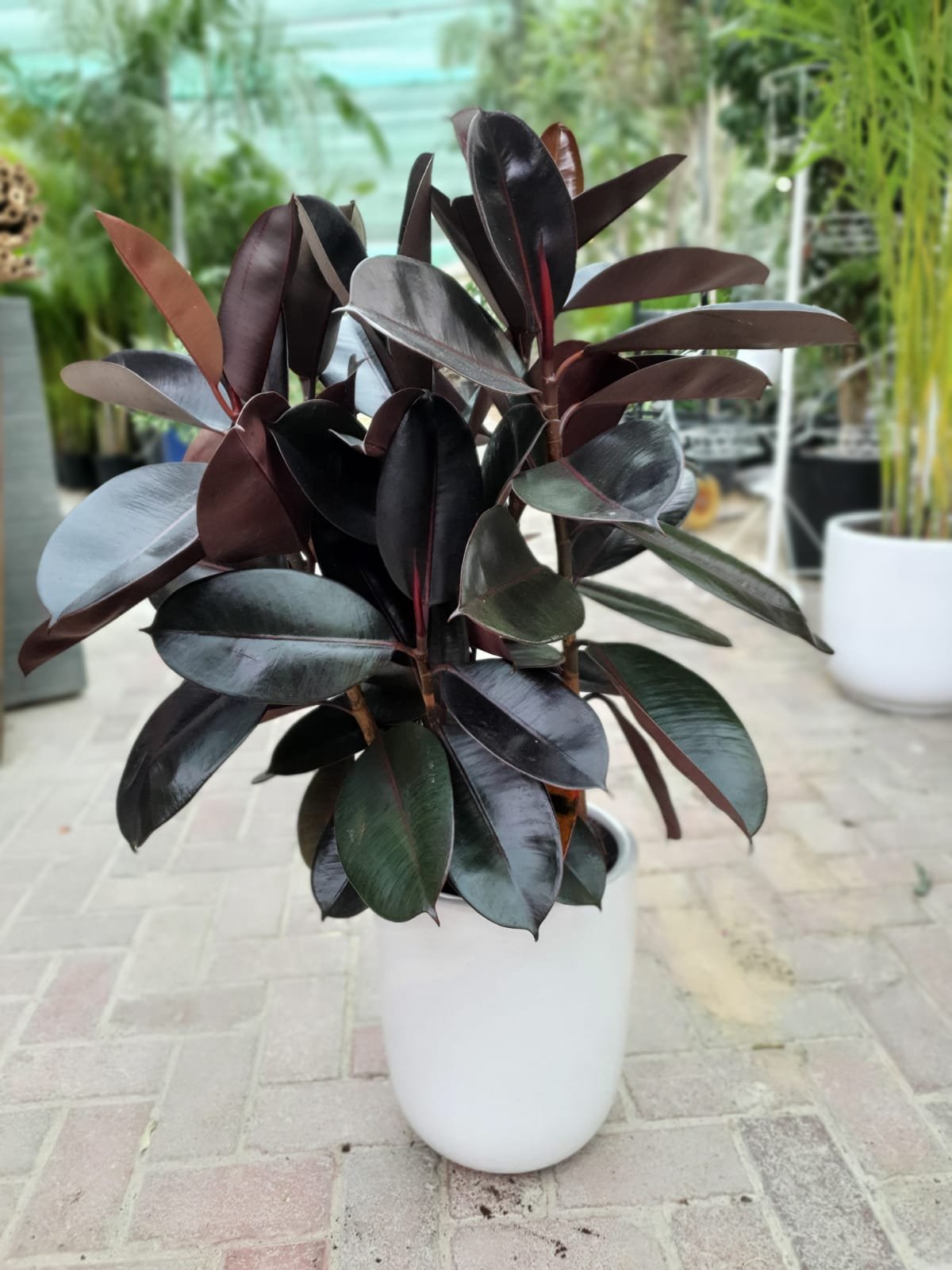 Ceramic Plant Pot