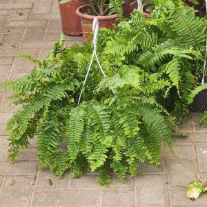 Hanging Fern-Bustern Fern-Nephrolepis