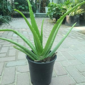 Aloe Vera Plant