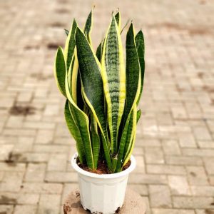 Snake Plant