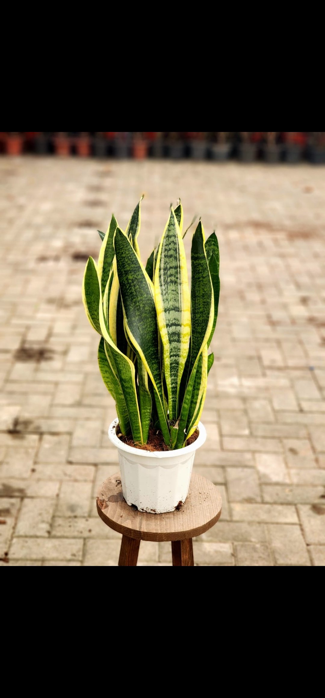 Snake Plant