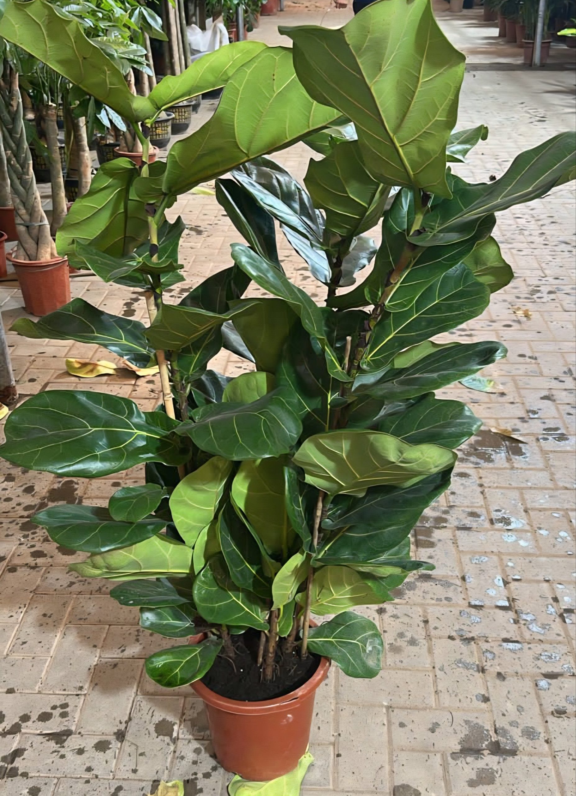 Fiddle Leaf Fig