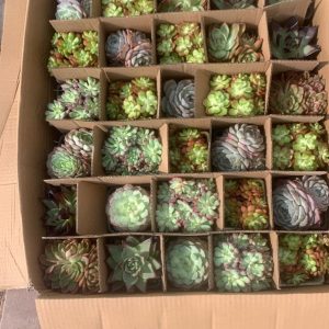 Succulent Variety Pack