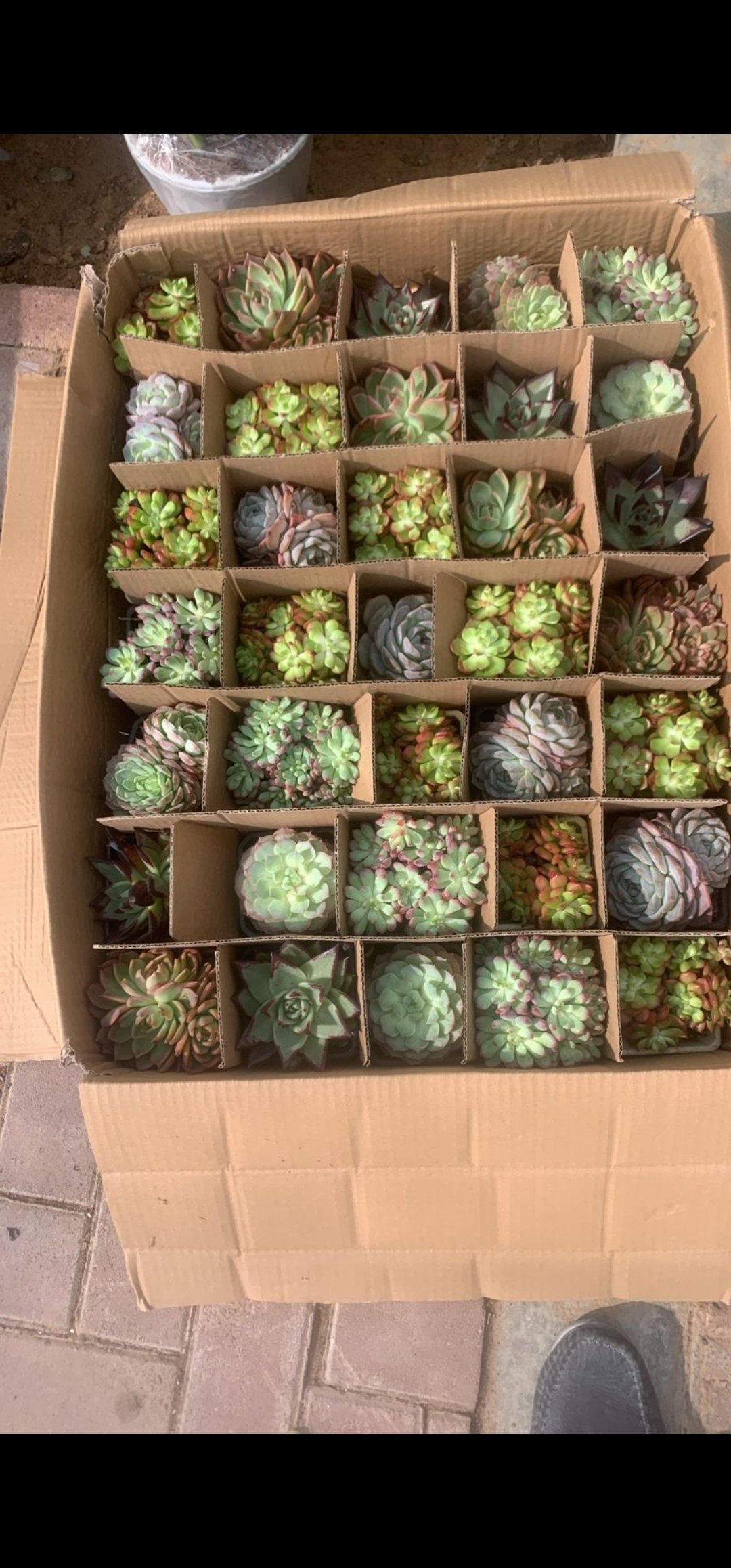 Succulent Variety Pack