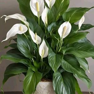 Peace Lily