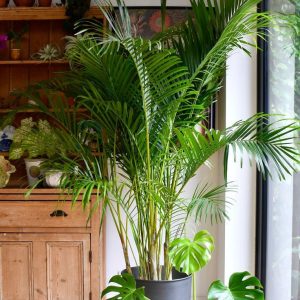 Bamboo Palm-Areca Palm 2mtr without Pot