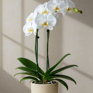 Orchid Plant 40cm