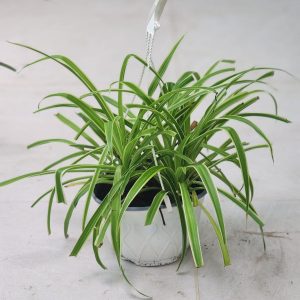 Spider Plant Hanging-Chlorophytum comosum