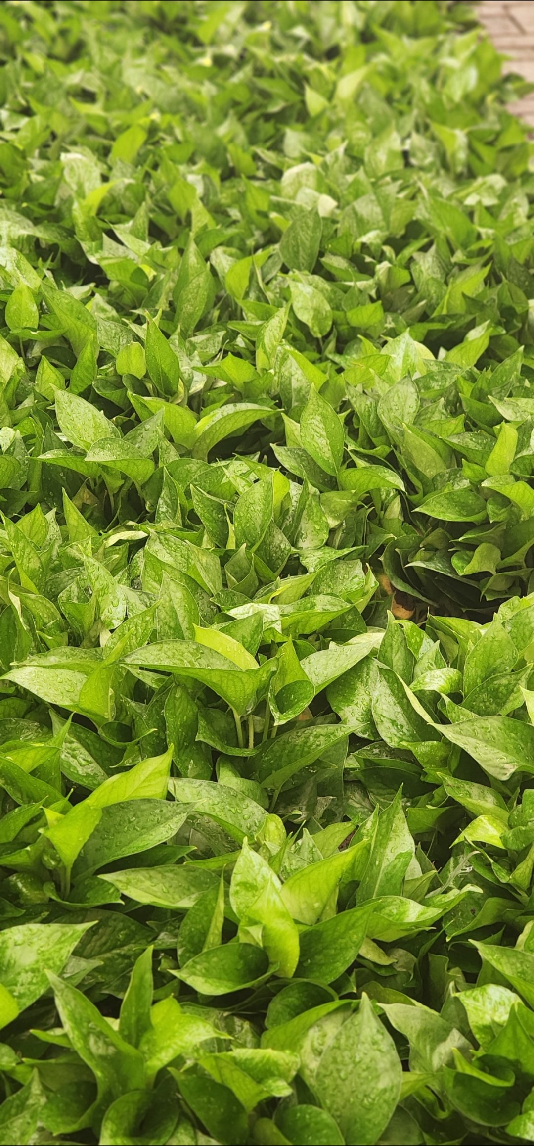 Money Plant-Pothos-Epipremnum aureum - Image 2