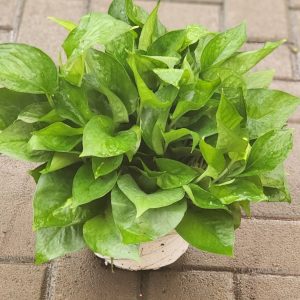 Money Plant-Pothos-Epipremnum aureum