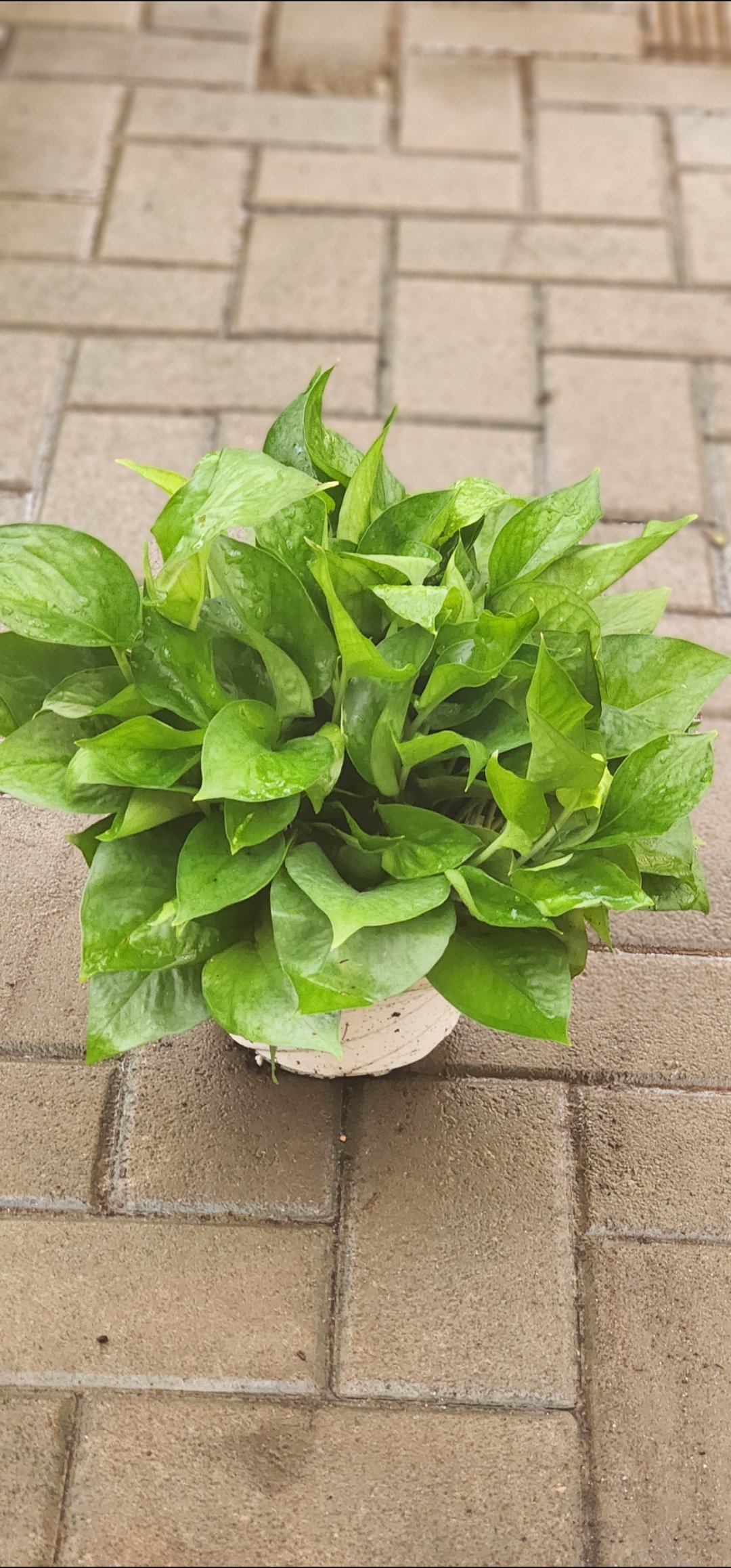Money Plant-Pothos-Epipremnum aureum