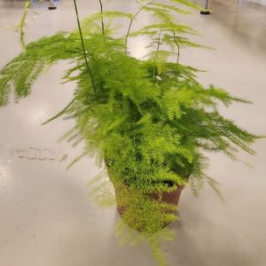 Asparagus Setaceus 30cm