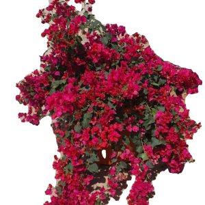 Bougainvillea Glabra Red 30-50cm
