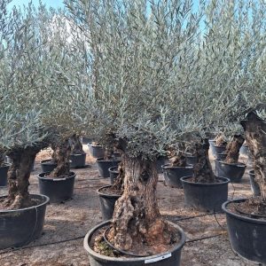 Olive Tree Bonzai
Olea Europaea 
2.30cm