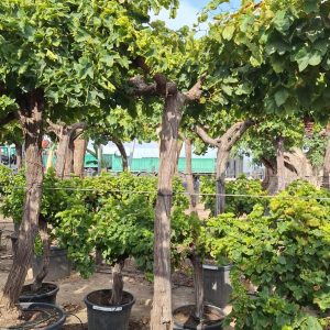 Spanish Grapes
