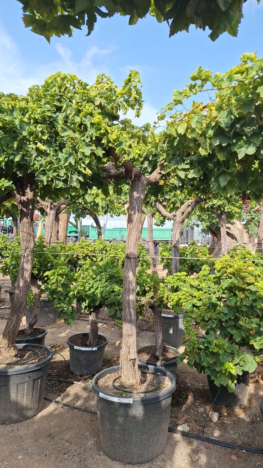 Spanish Grapes