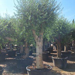 Olive Tree Shape
Europaea Olive 🫒
2.5MTR
