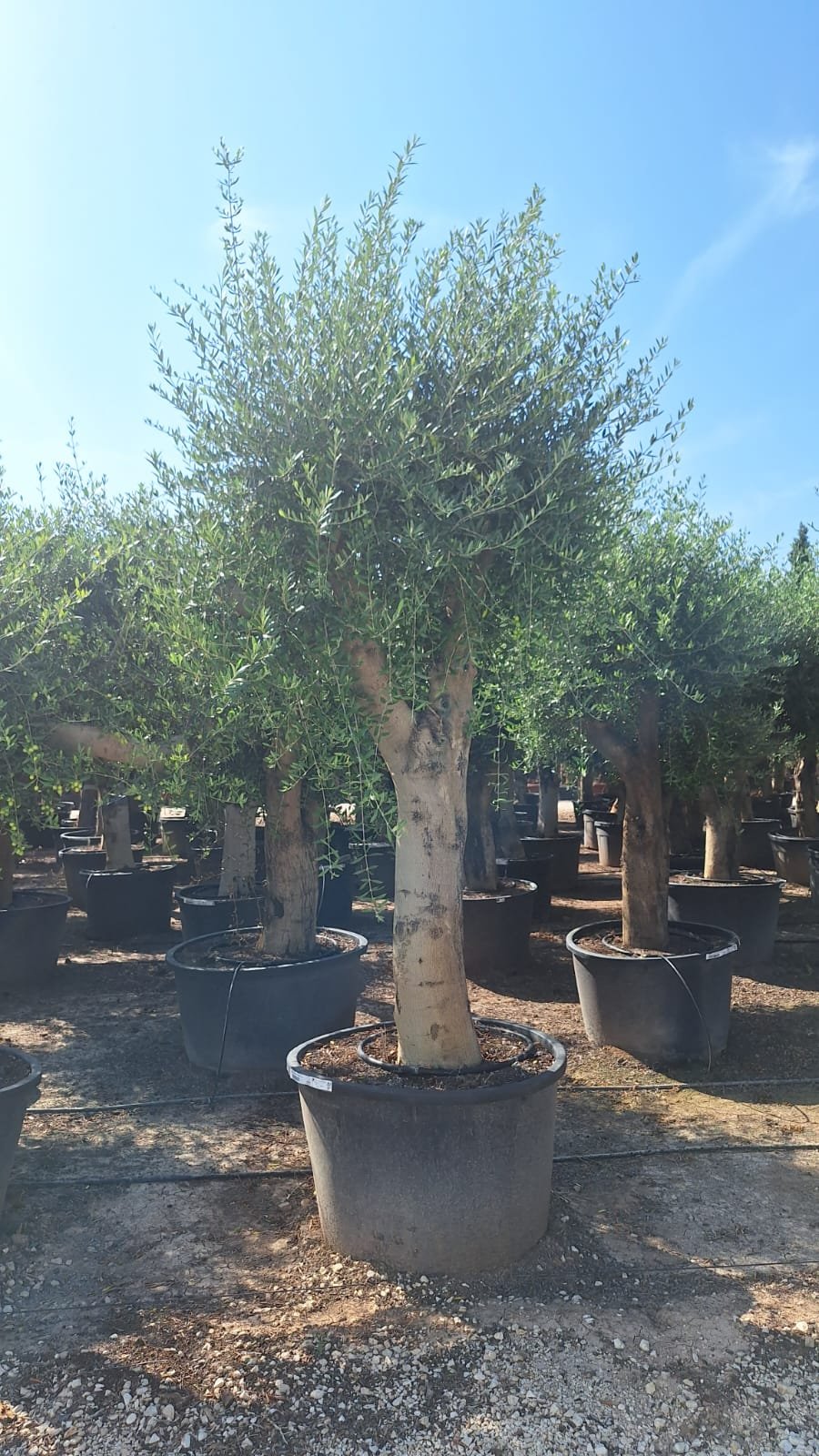 Olive Tree Shape
Europaea Olive 🫒
2.5MTR
