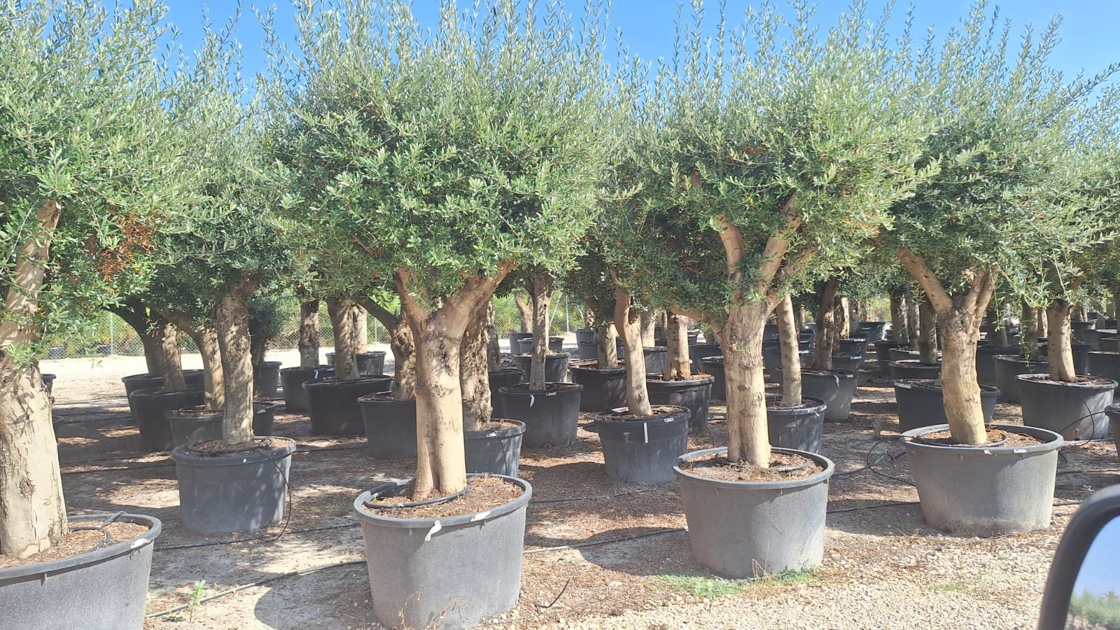 Olive Tree Shape
Europaea Olive 🫒
2.5MTR - Image 2