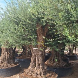 Olive Tree Old Trunk
Olea Europaea 
2.5-3.0 MTR