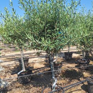 Olive
olea Europaea 
1.30cm