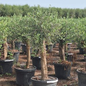 Olive Tree
Olea Europaea
Price 750
Size 1.5mtr